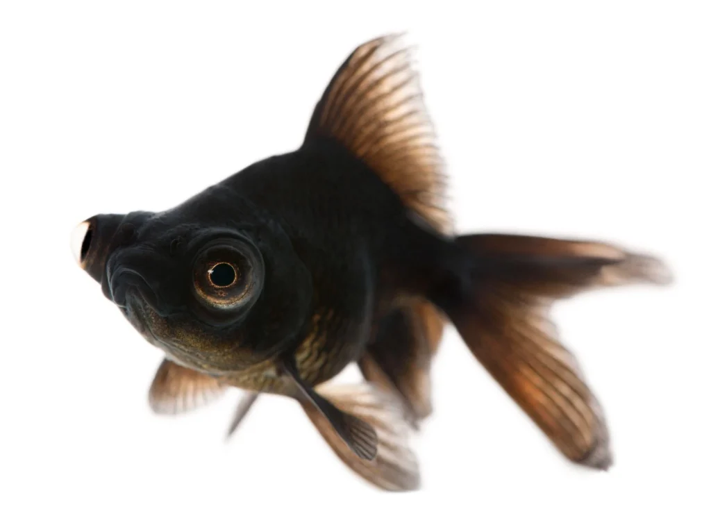 The Enigmatic Beauty of Black Goldfish: A Comprehensive Guide