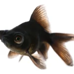 The Enigmatic Beauty of Black Goldfish: A Comprehensive Guide