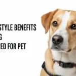 Top Lifestyle Benefits of Owning a Well Cared For Pet